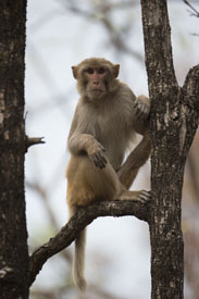 monkey